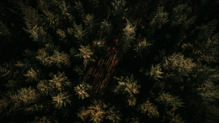 an aerial view of a forest at night, inspired by Elsa Bleda, unsplash contest winner, hurufiyya, pine wood, wood surface, hides in the shadows of trees, helicopter view