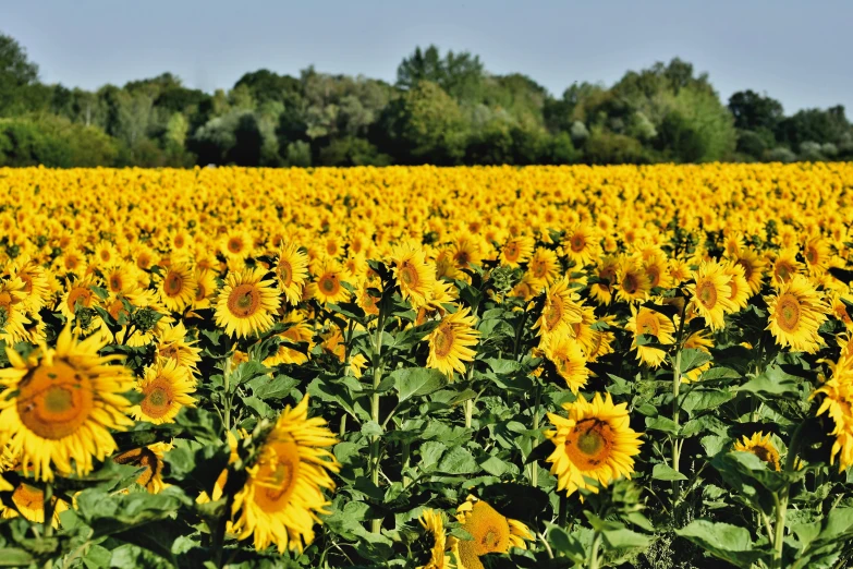 a field of sunflowers with trees in the background, slide show, vacation photo, instagram picture, posed