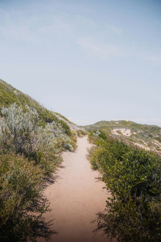 a dirt path leading to the top of a hill, soft-sanded coastlines, bushes, epic ultrawide shot, craigville