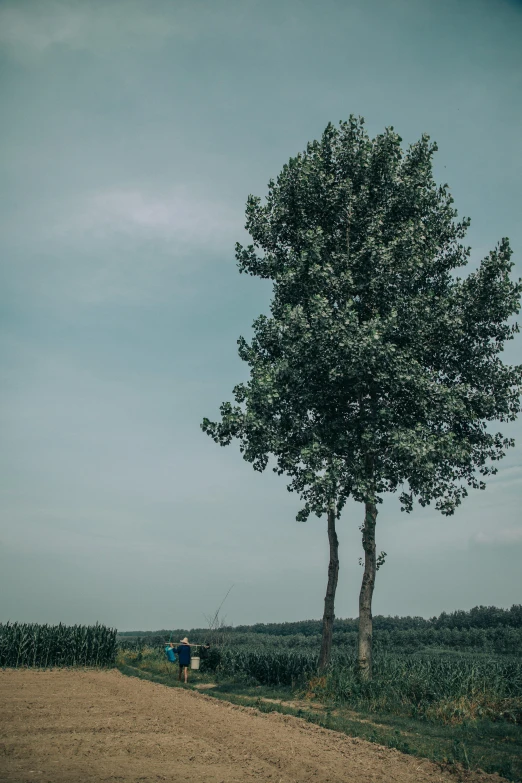 a lone tree sitting on the side of a dirt road, by Andries Stock, unsplash contest winner, land art, two people, netherlands, tall large trees, ((trees))