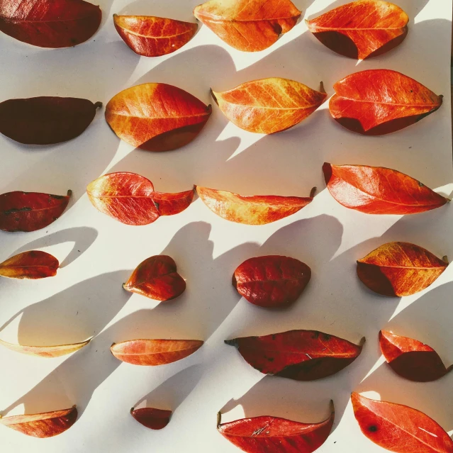 a white plate topped with lots of red and yellow leaves, by Marion Ancrum, trending on pexels, process art, in a row, cast shadows, botanical photo, knolling