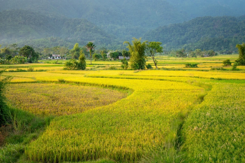 a rice field with mountains in the background, trending on unsplash, sumatraism, yellow and green scheme, ao dai, multiple stories, india