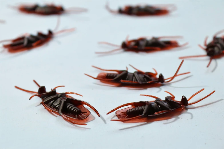 a group of bugs sitting on top of a table, on a white table