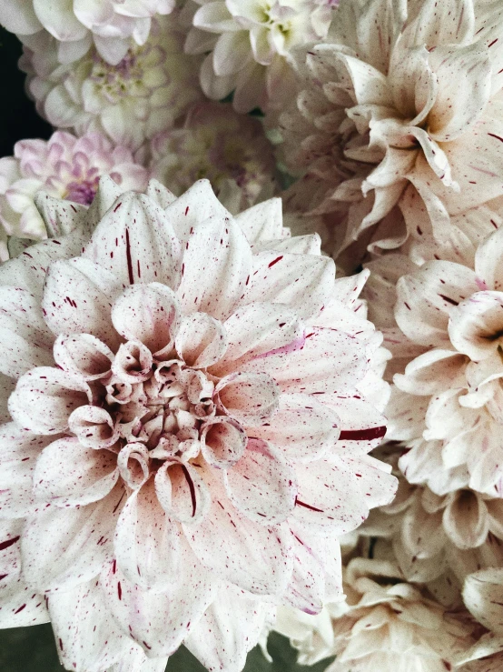 a close up of a bunch of flowers, a stipple, trending on pexels, intense albino, dahlias, porcelain skin ”, speckled