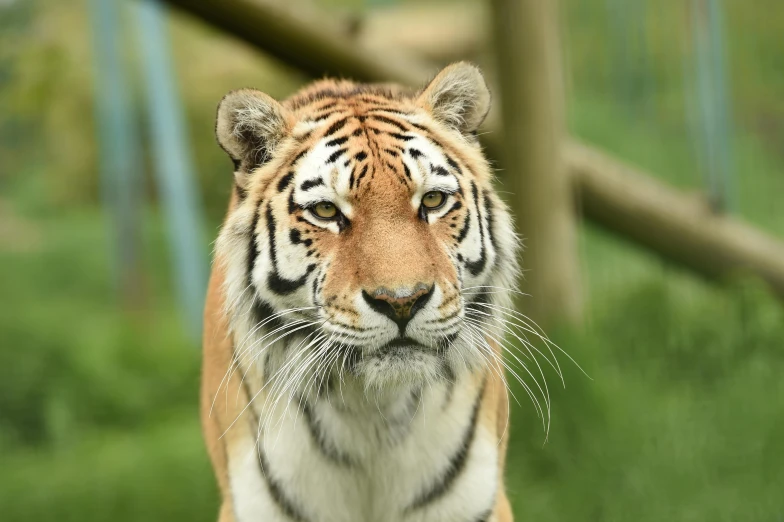 a tiger standing on top of a lush green field, posing for a picture