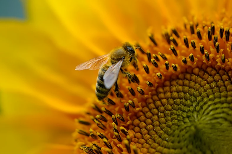 a bee sitting on top of a yellow flower