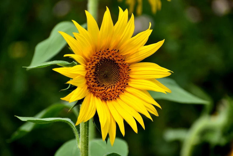 a close up of a sunflower in a field, pexels, grey, slide show, lit from the side, a high angle shot