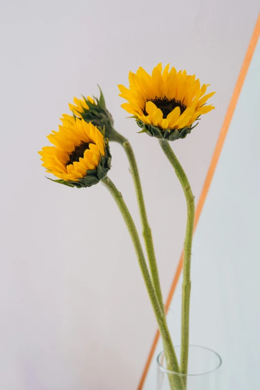 two yellow sunflowers in a clear vase, neck zoomed in, 165 cm tall, minimalistic composition, zoomed in