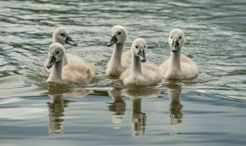 three baby swans are swimming in the water, by Jan Tengnagel, pexels contest winner, precisionism, brockholes, in a row, kids, group of seven