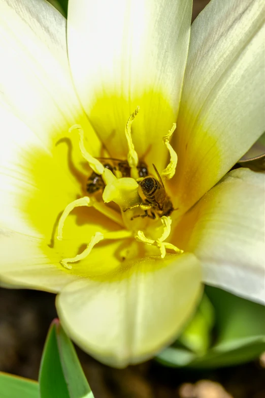 a close up of a white flower with a yellow center, insects, “ golden chalice, in the center of the image, tulip