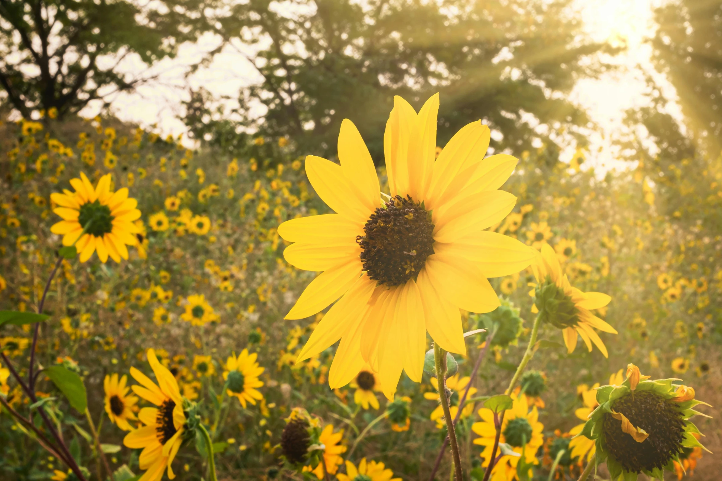 a field of sunflowers with trees in the background, by Carey Morris, unsplash, visual art, sun flairs, in a cottagecore flower garden, fine art print, yellow and black