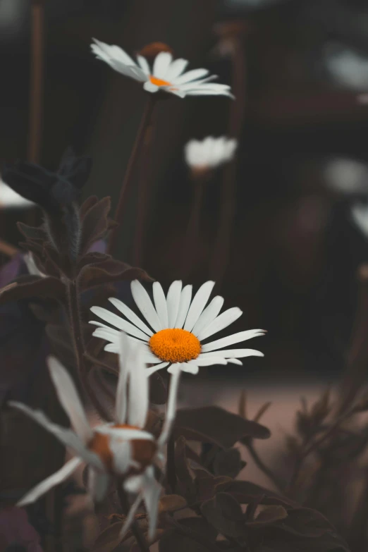 a group of white flowers sitting on top of a lush green field, by Eglon van der Neer, pexels contest winner, aestheticism, white and orange, on a gray background, chamomile, at night time