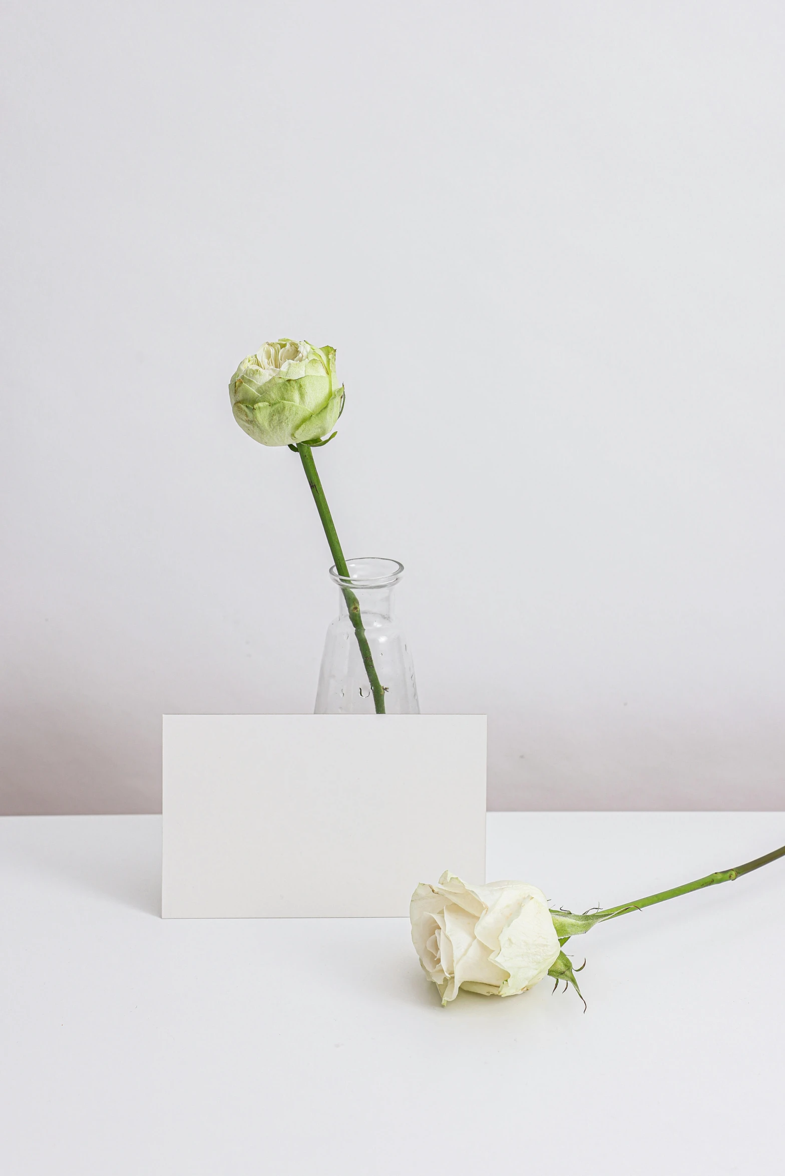 two white roses in a vase next to a blank card, a still life, unsplash, clean white lab background, multiple stories, made of lab tissue, detailed product image
