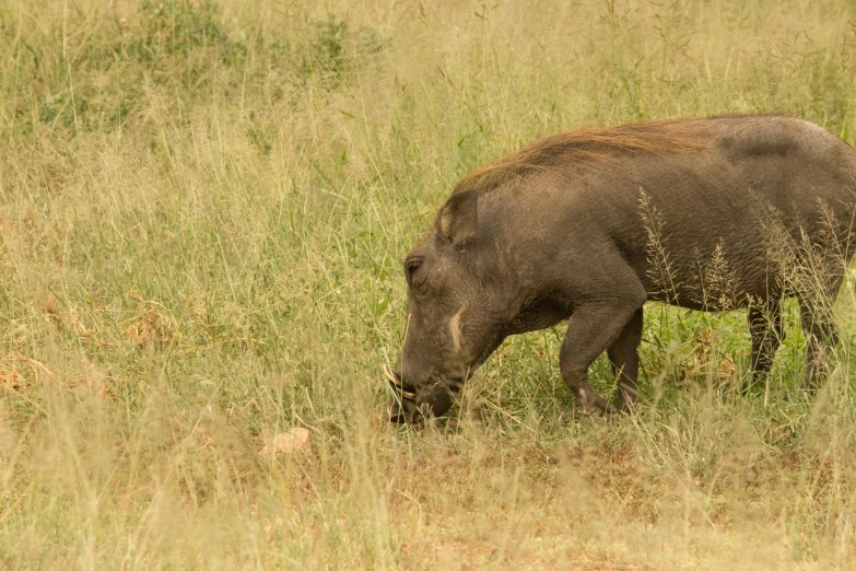a warthog grazing in a grassy field, pexels contest winner, teaser, no cropping, gunfire, australian
