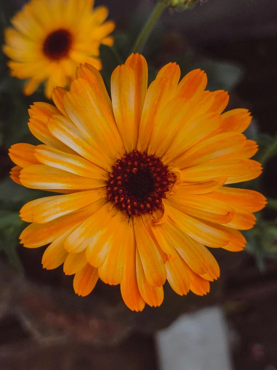 a close up of a flower in a pot, trending on unsplash, photorealism, yellow and orange color scheme, orange halo, high quality photo, marigold