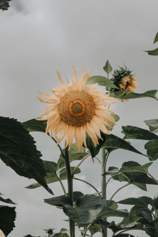a field of sunflowers under a cloudy sky, a colorized photo, trending on unsplash, renaissance, on a pale background, in bloom greenhouse, brown, single