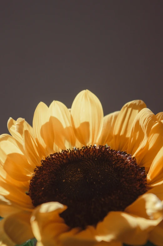 a close up of a sunflower in a vase, inspired by Elsa Bleda, trending on unsplash, medium format. soft light, brown, glossy surface, on a gray background