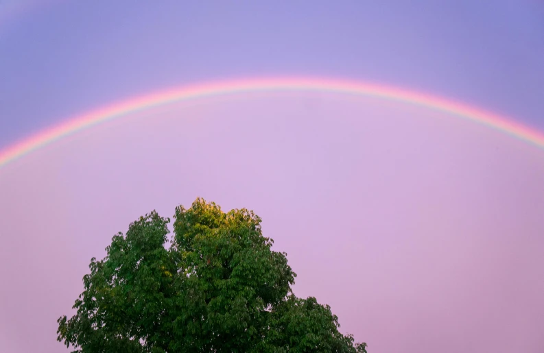 a tree in a field with a rainbow in the sky, a picture, by Jan Rustem, unsplash, ornamental halo, the sky is pink, medium close-up shot, from wheaton illinois