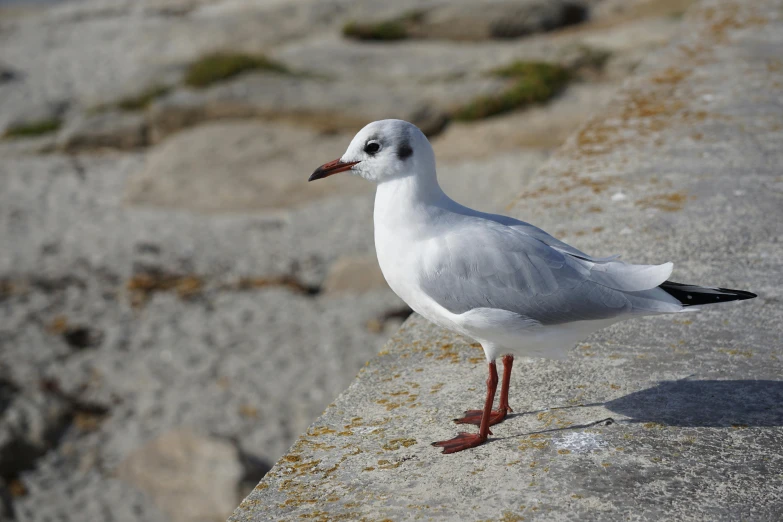 a seagull standing on the edge of a cliff, pexels contest winner, arabesque, pearly flagstones, young male, cinnabar, young female