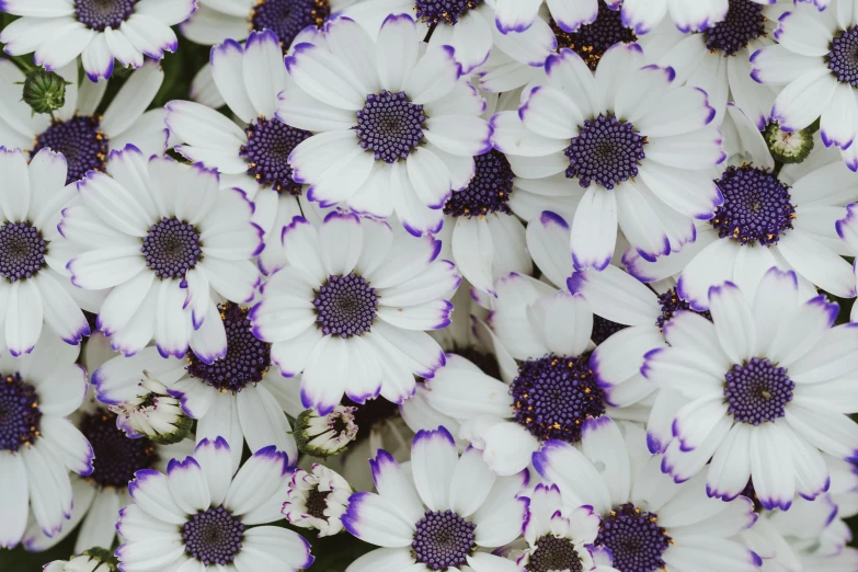 a bunch of white flowers with purple centers, zoomed out to show entire image, patriotic, with multiple eyes, a high angle shot