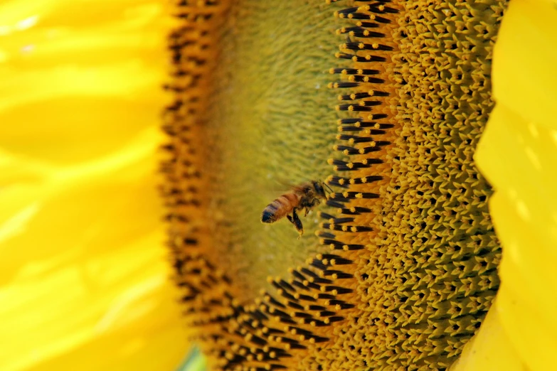 a bee sitting on top of a yellow sunflower, pexels, renaissance, 🦩🪐🐞👩🏻🦳, honey and bee hive, slide show, konica minolta