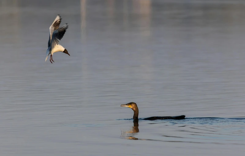 a bird flying over a body of water, by Jan Tengnagel, pexels contest winner, hurufiyya, dinner is served, two male, shrugging, inlets