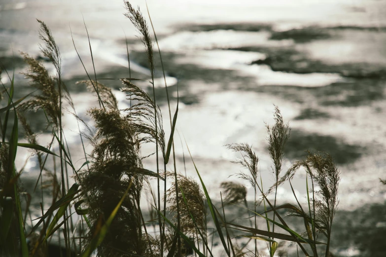 a bunch of tall grass next to a body of water, a picture, inspired by Elsa Bleda, unsplash, foamy waves, grey, high details photo, fishing