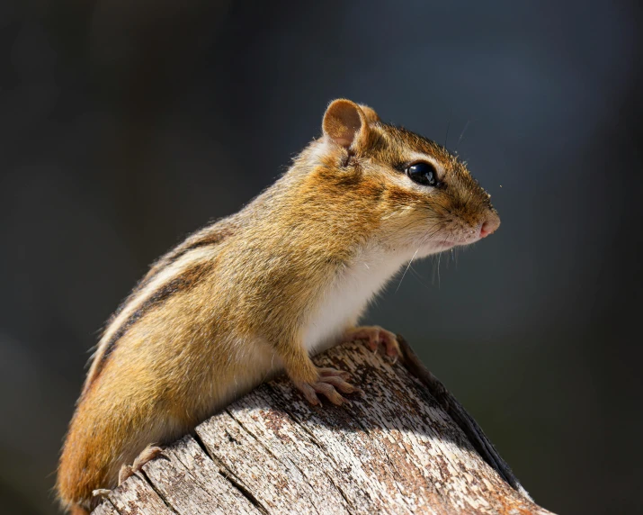 a small chipmunt sitting on top of a tree stump, trending on pexels, australia, male, paul barson, an ancient