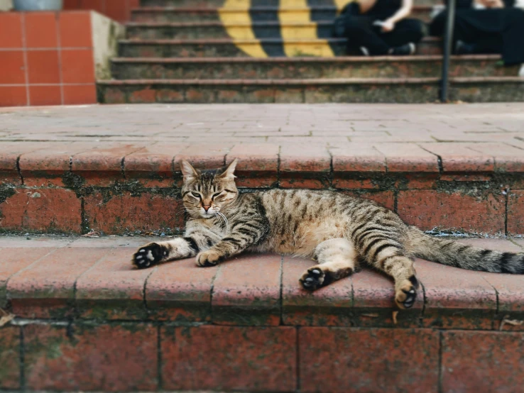 a cat that is laying down on some steps, by Julia Pishtar, pexels contest winner, in a square, maxim shirkov, slightly pixelated, sarcastic pose