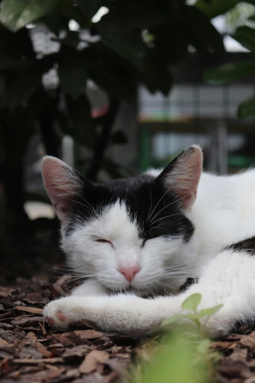 a black and white cat laying on the ground, chilling on a leaf, one eye closed, avatar image, 2019 trending photo