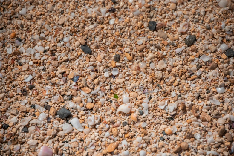 a close up of a pile of rocks and gravel, a macro photograph, unsplash, minimalism, red sand beach, 1024x1024, sea shell, seamless micro detail