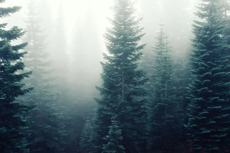 a forest filled with lots of tall green trees, an album cover, inspired by Elsa Bleda, trending on unsplash, tonalism, 🌲🌌, gray fog, 5 feet away, made of mist