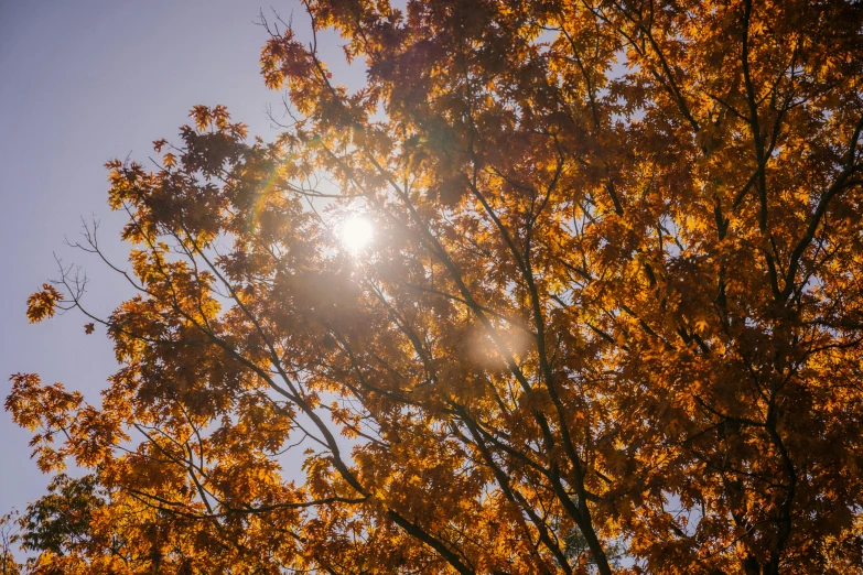 the sun shines through the leaves of a tree, by Matt Cavotta, unsplash, orange halo, shot on sony a 7 iii, autum, low angle facing sky