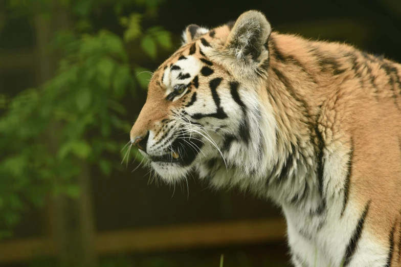 a tiger standing on top of a lush green field, close - up profile face, museum quality photo, slightly smiling, 2022 photograph