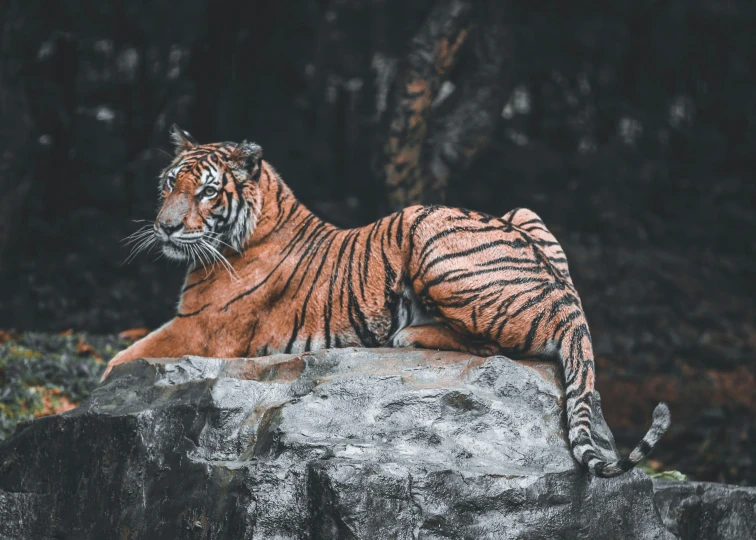 a tiger laying on top of a large rock, pexels contest winner, 🦩🪐🐞👩🏻🦳, dark grey and orange colours, standing upright, modern