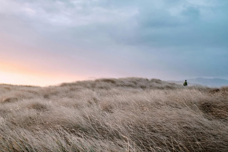 a person standing on top of a grass covered hill, by Jesper Knudsen, unsplash contest winner, pale pink grass, overcast dusk, coastal, hunting