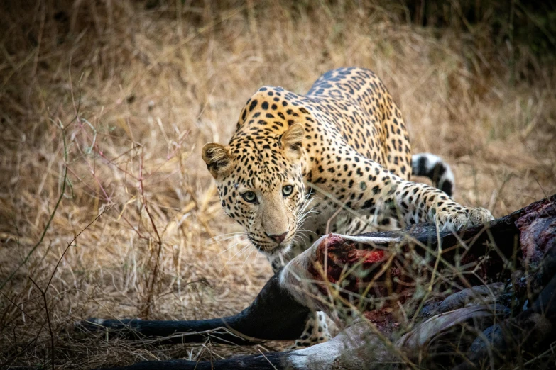 a leopard standing over a dead animal in a field, by Daniel Lieske, pexels contest winner, dinner is served, frontal close up, sharandula, 🦩🪐🐞👩🏻🦳