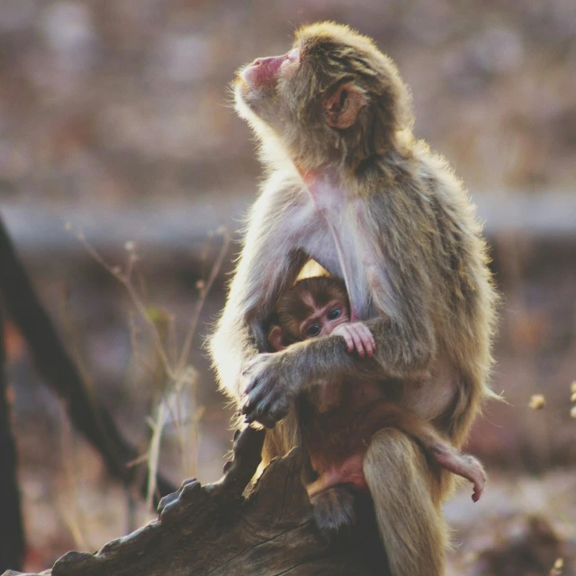 a monkey sitting on top of a tree trunk, pexels contest winner, renaissance, maternity feeling, caring fatherly wide forehead, warm light, motherly