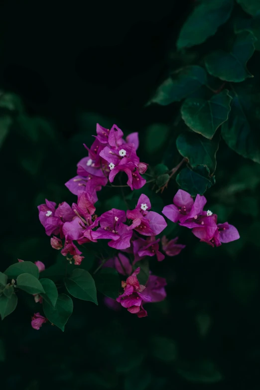 a bunch of purple flowers with green leaves, inspired by Elsa Bleda, pexels contest winner, renaissance, in a deep lush jungle at night, bougainvillea, cinematic shot ar 9:16 -n 6 -g, portrait shot