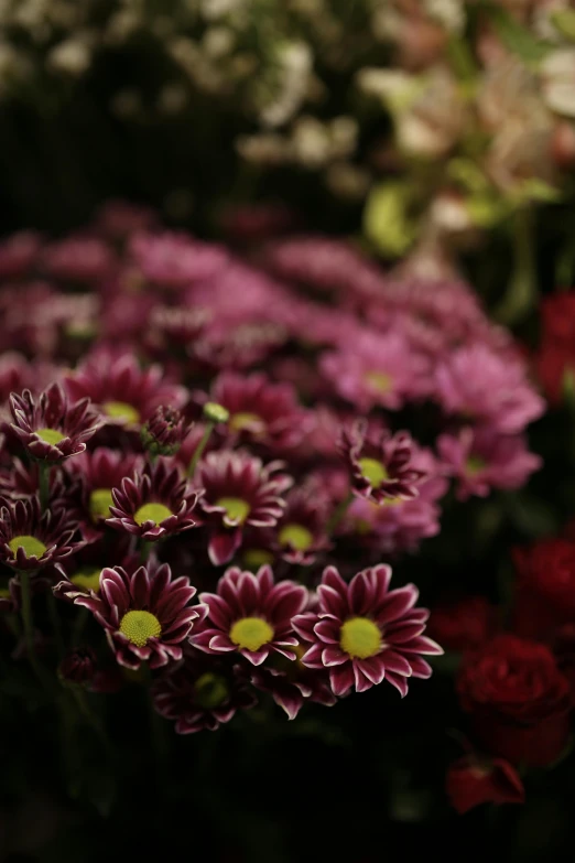 a close up of a bunch of flowers, maroon, chrysanthemums, commercially ready, displayed