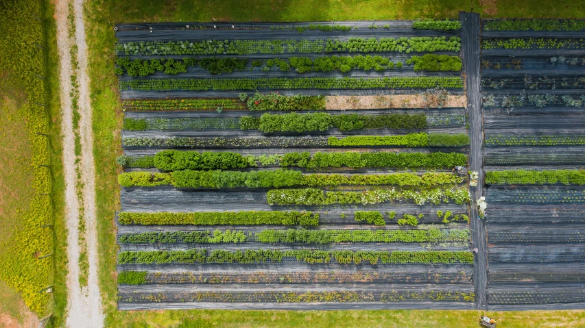 an aerial view of a field of crops, inspired by Andreas Gursky, pexels contest winner, vertical vegetable gardens, grey, green alley, black and green