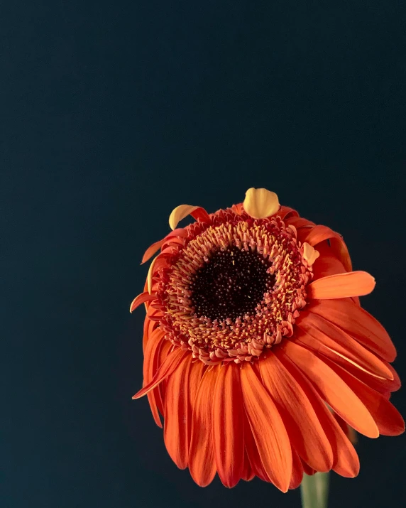 a close up of a flower in a vase, an album cover, pexels contest winner, dark blue + dark orange, giant daisy flower head, taken on iphone 1 3 pro, plain background