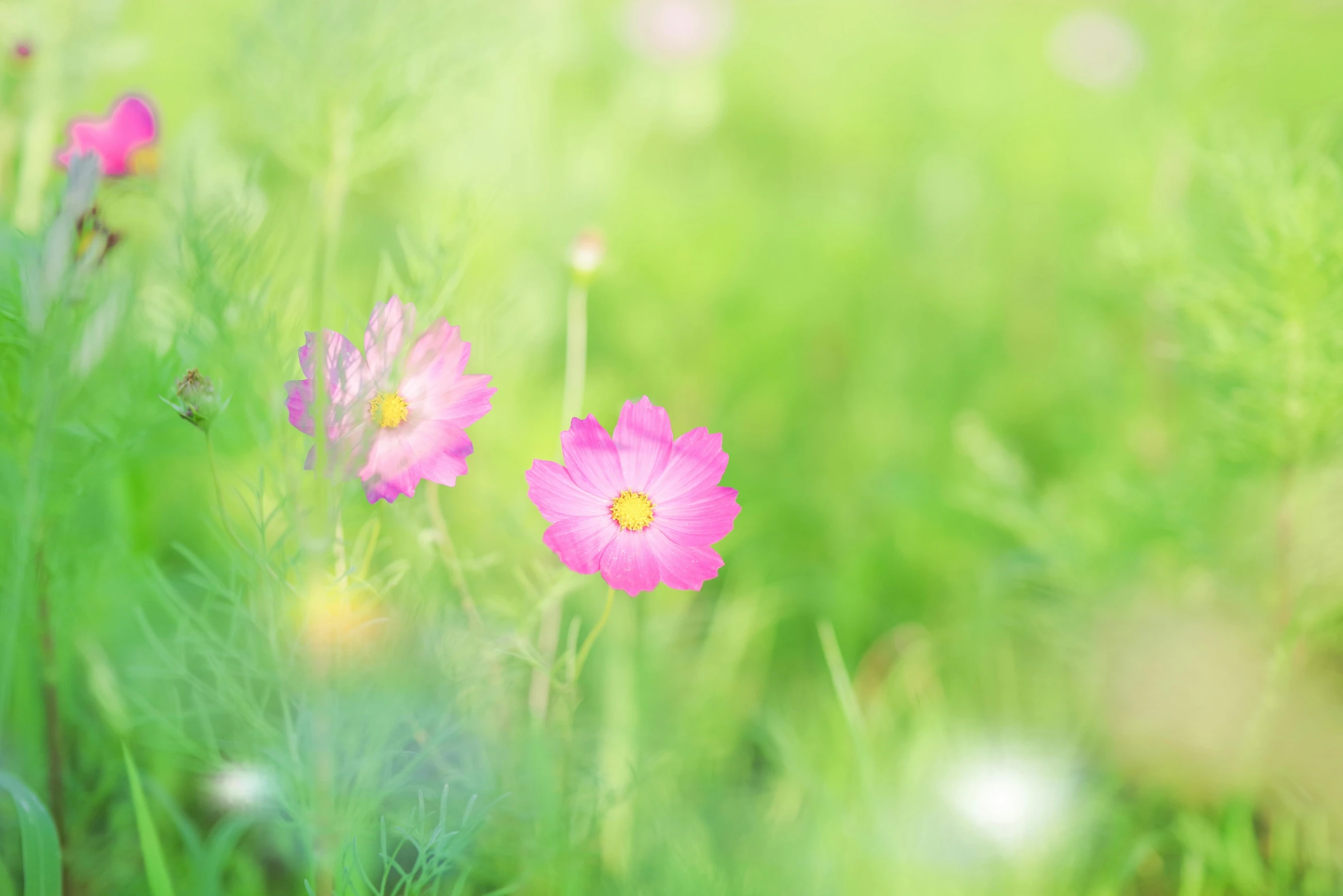 a bunch of pink flowers sitting on top of a lush green field, a picture, by Ai-Mitsu, unsplash, soft light - n 9, miniature cosmos, pastel', shot on sony a 7