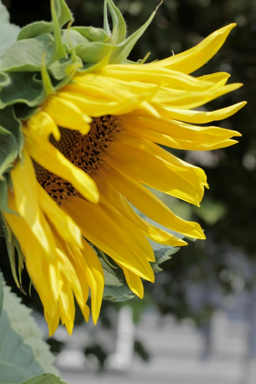 a close up of a sunflower with a blurry background, slide show, large)}], hanging, yellow and greens