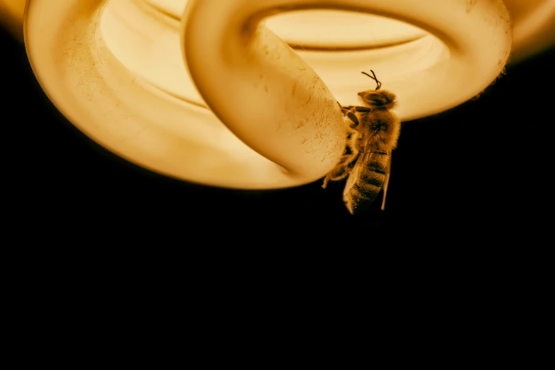 a bee sitting on top of a bunch of bananas, a macro photograph, by Adam Marczyński, art photography, glowing lamps, swirl, ring of fire, glass plate photography