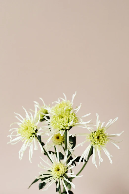 a vase filled with white and yellow flowers, trending on pexels, minimal pink palette, chrysanthemum, spiky, half image