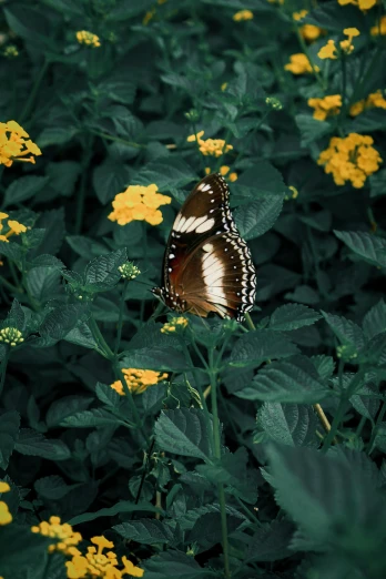 a butterfly that is sitting on some flowers, inspired by Elsa Bleda, unsplash, renaissance, brown, mustard, low quality photo, sri lanka