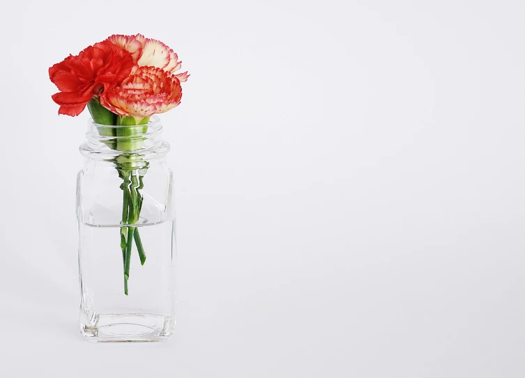 a red carnation in a clear vase on a white background, pexels, minimalism, background image, glass bottle, wide screenshot