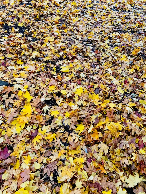 a red fire hydrant sitting on top of a pile of leaves, an album cover, by Carey Morris, land art, yellow carpeted, seasons!! : 🌸 ☀ 🍂 ❄, canadian maple leaves, 5 feet away