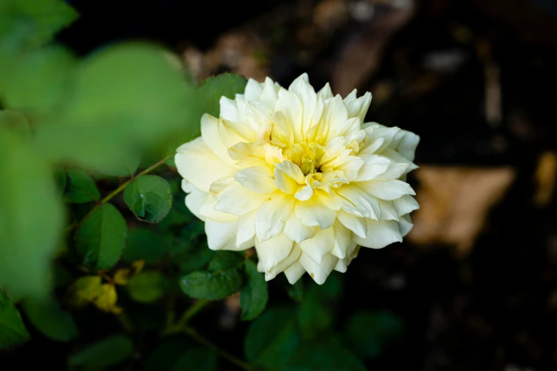 a close up of a white flower with green leaves, unsplash, dahlias, yellow, shot on sony a 7, high-resolution photo